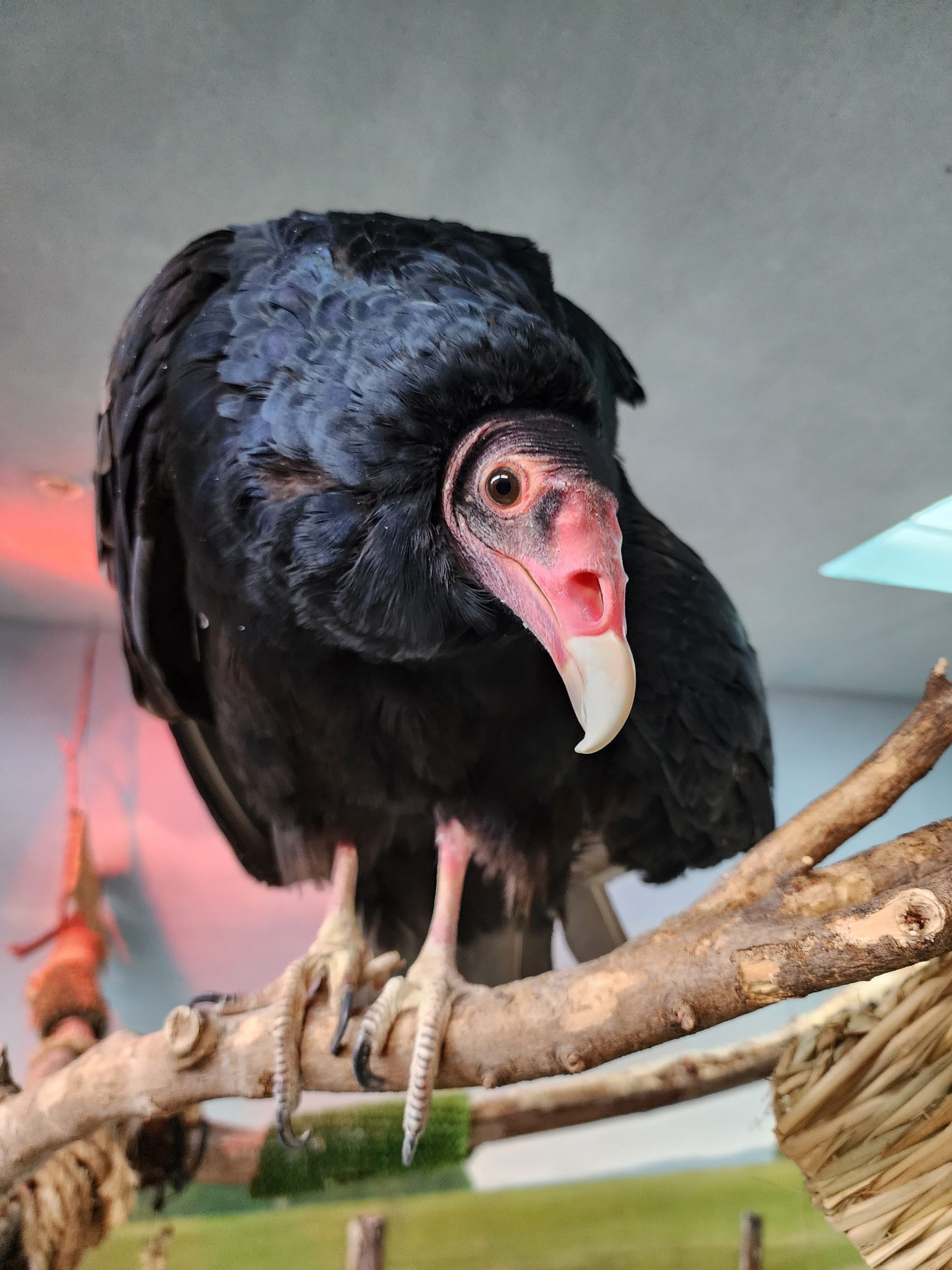 International Vulture Awareness Day
