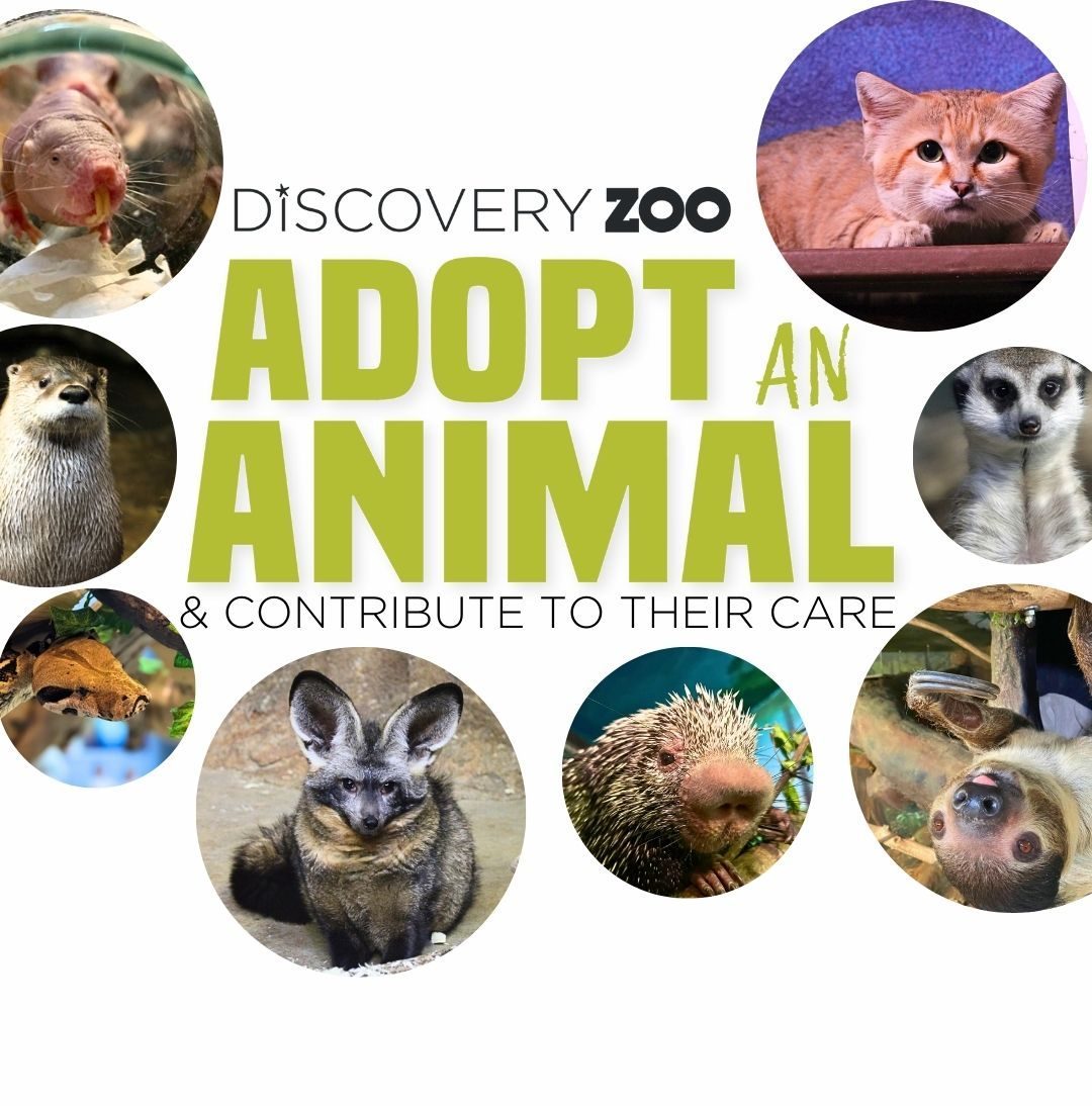 Adopt an Animal