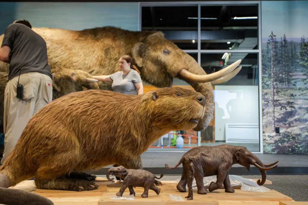 Assortment of animals at the Boonshoft Museum