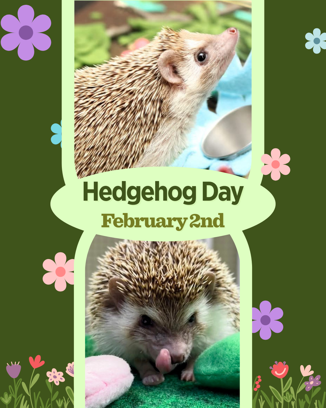 Hedgehog Day