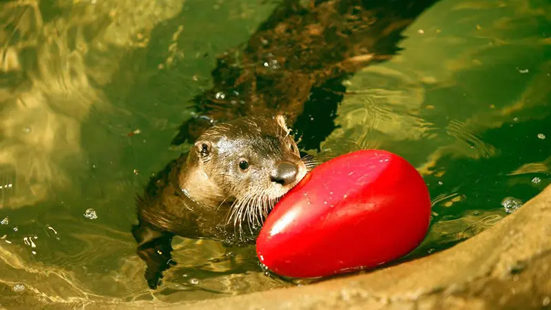 Boonshoft zoo otter