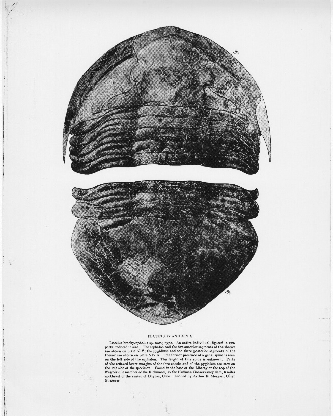 Caption: Dr. August Foerste’s illustration of the Huffman Dam trilobite. From Bulletin of the Scientific Laboratories of Dennison University, September 1919.