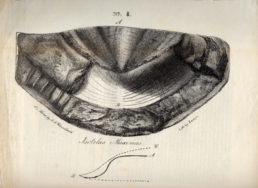 Caption: Figure of a partial specimen of Isotelus Maximus from the Second Annual Report on the Geological Survey of the State of Ohio, 1838. Courtesy of the Ohio Geological Survey.