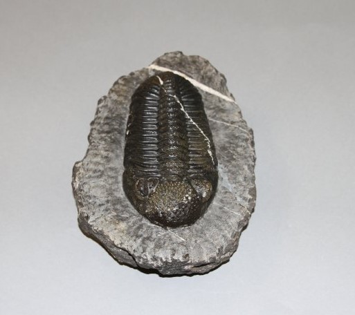 A fossil of a trilobite AI-generated content may be incorrect.