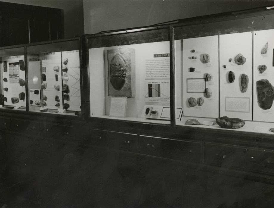 Caption: The plaster cast of the Huffman Dam trilobite on display in the Dayton Public Library Museum, circa 1940s.