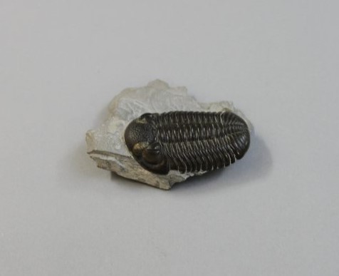 Caption: Two trilobite specimens of the species Eldredgeops rana (synonym Phacops rana). On the left is a specimen from Northwestern, Ohio (DSNH# G-28505) and on the right is a specimen from Morocco (DSNH# G-28427).