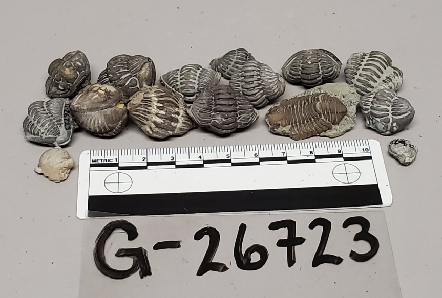 Caption: A collection of trilobite specimens of the species Flexicalymene meeki, including many enrolled specimens, from Waynesville, Ohio (DSNH# G-26723).