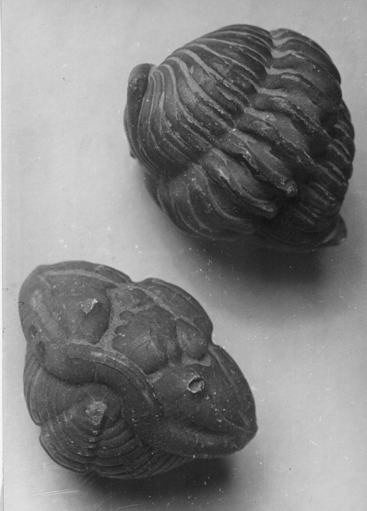 Caption: Trilobite specimens, DSNH Collection.
