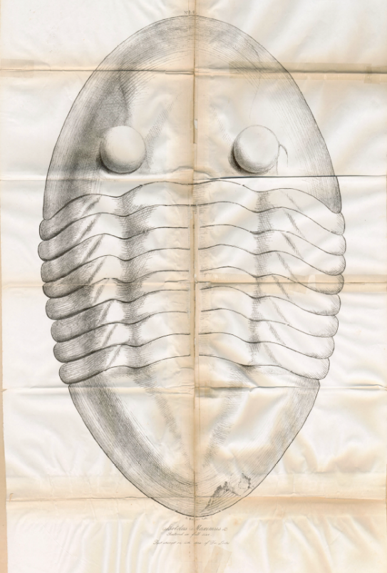 Caption: Drawing of an imagined complete Isotelus maximus from the Second Annual Report on the Geological Survey of the State of Ohio, 1838. Courtesy of the Ohio Geological Survey.