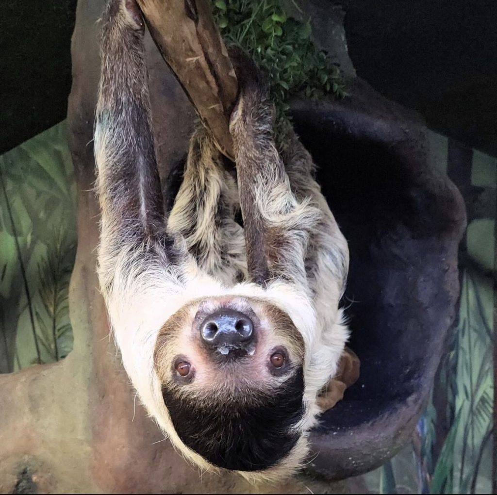 Patience, a Linne’s two-toed sloth, hanging upside down at the Boonshoft Museum of Discovery