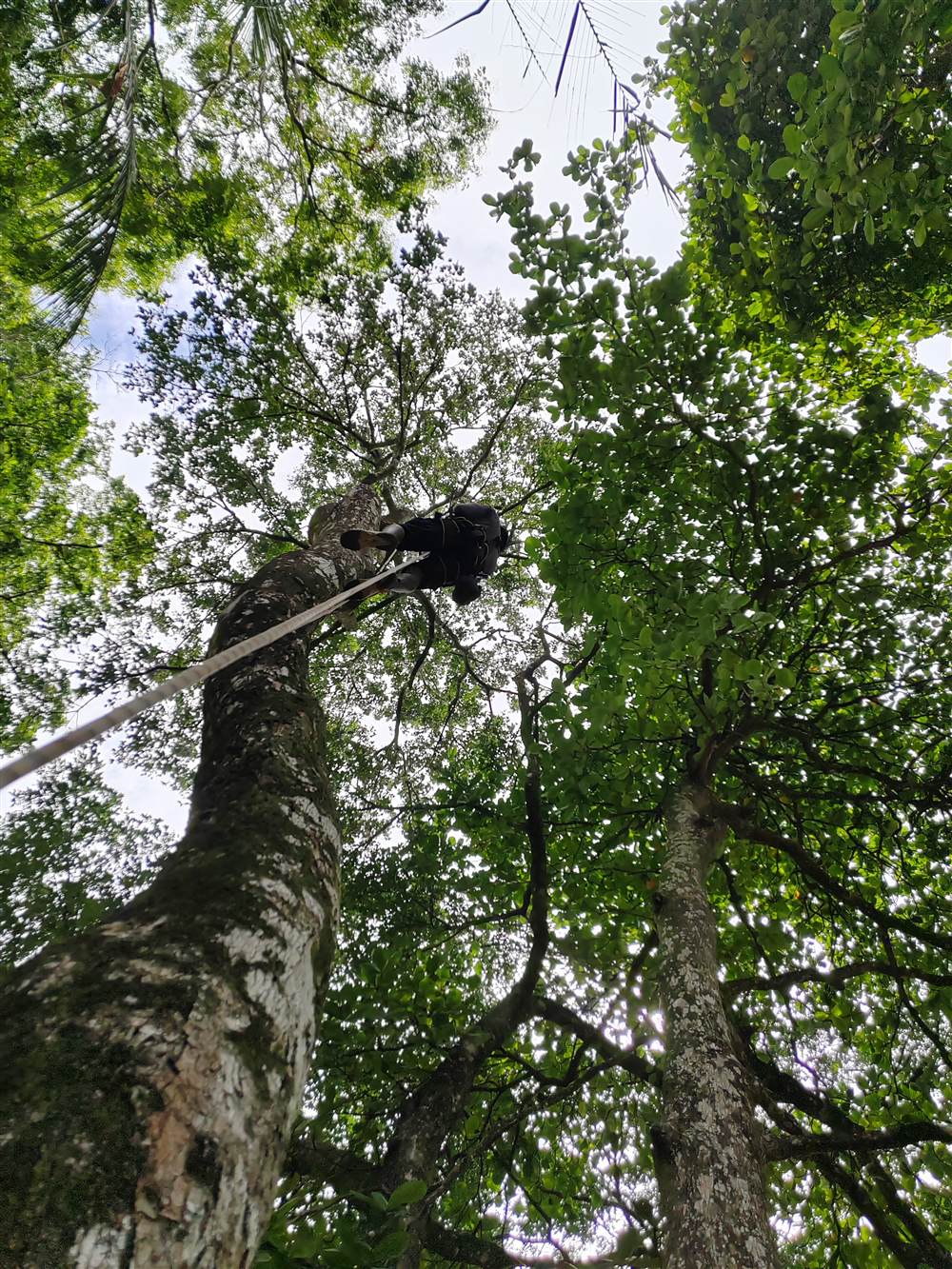 A conservation worker installs a sloth wildlife bridge high in the Costa Rican rainforest canopy